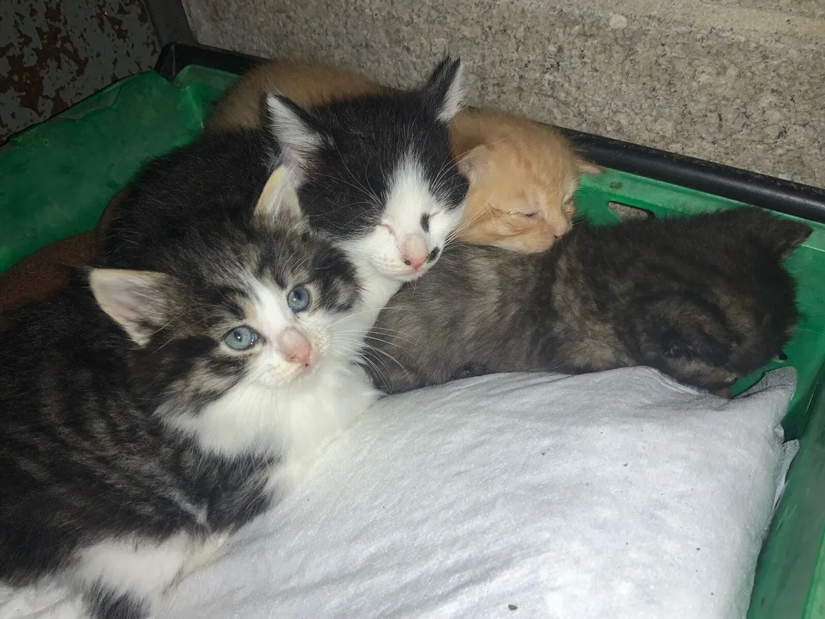 Kittens - Image 2