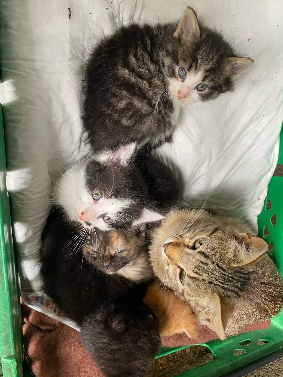 Kittens - Image 3