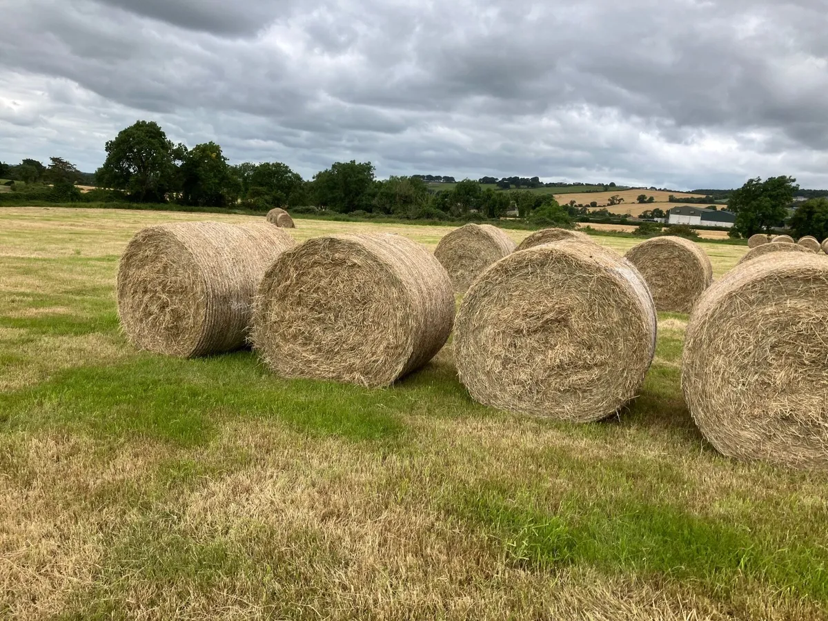 Bedding  and feed - Image 2