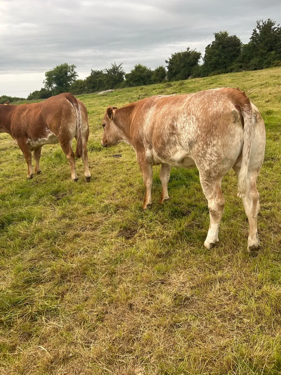 2 super roan heifers - Image 1