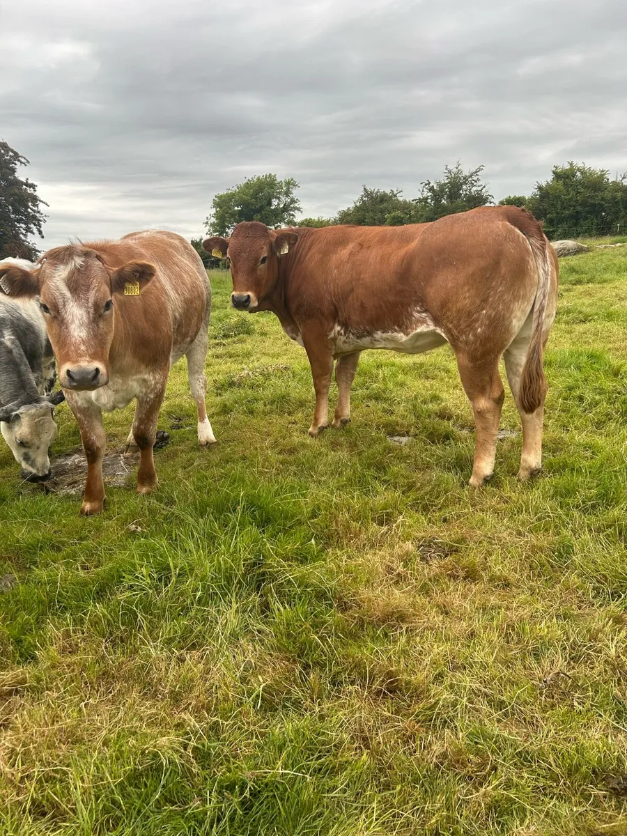 2 super roan heifers - Image 2