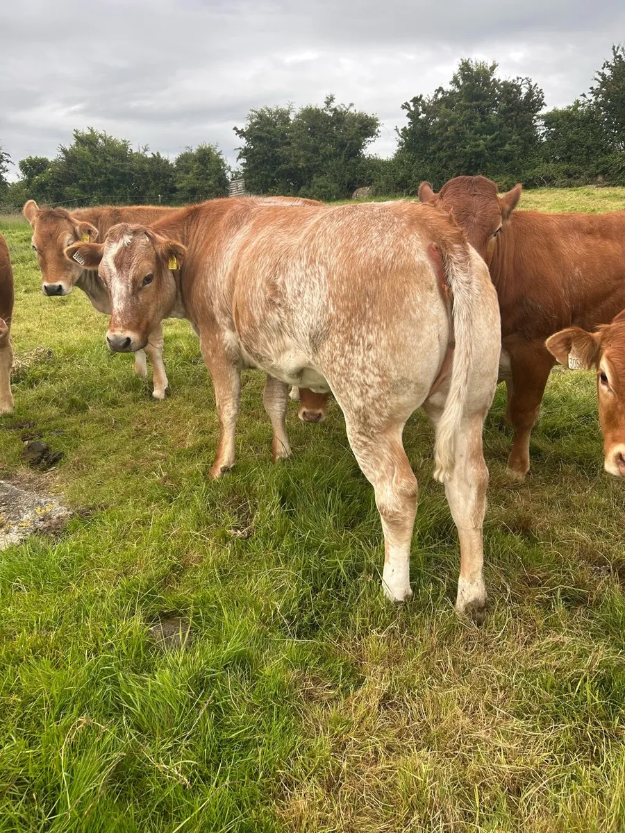 2 super roan heifers - Image 3