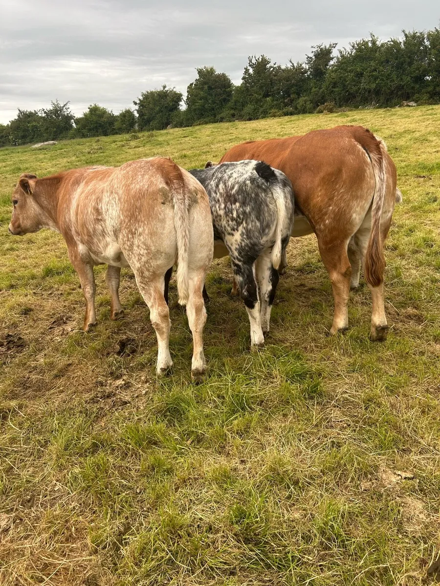 2 super roan heifers - Image 4