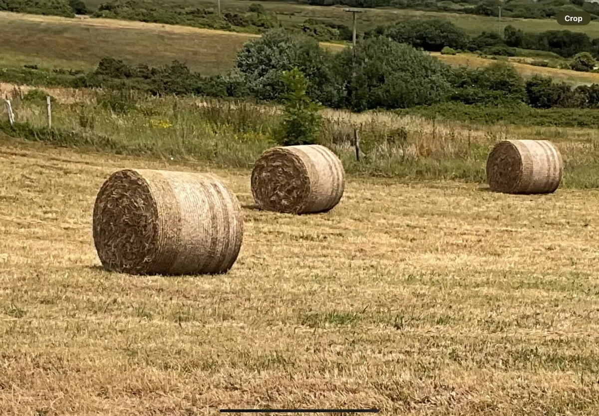 Organic Hay