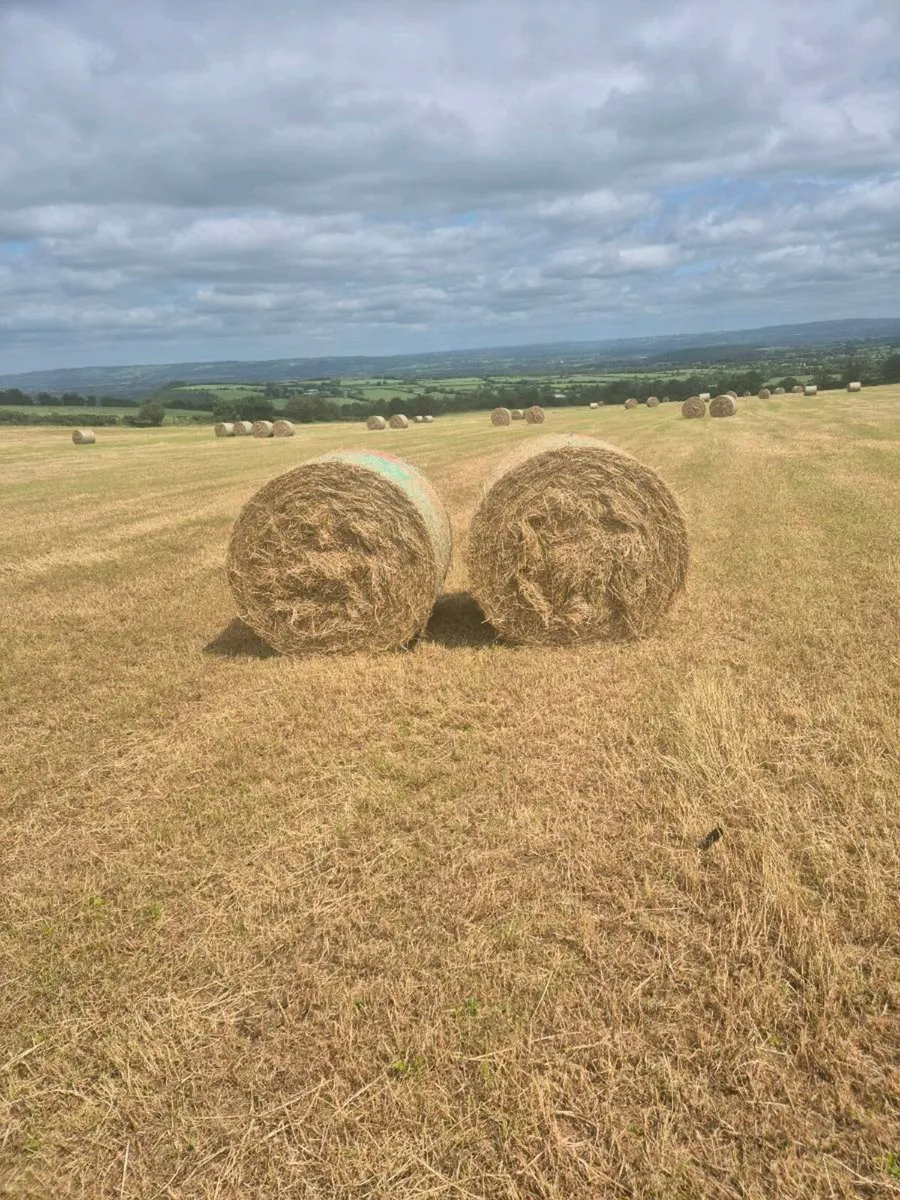Hay