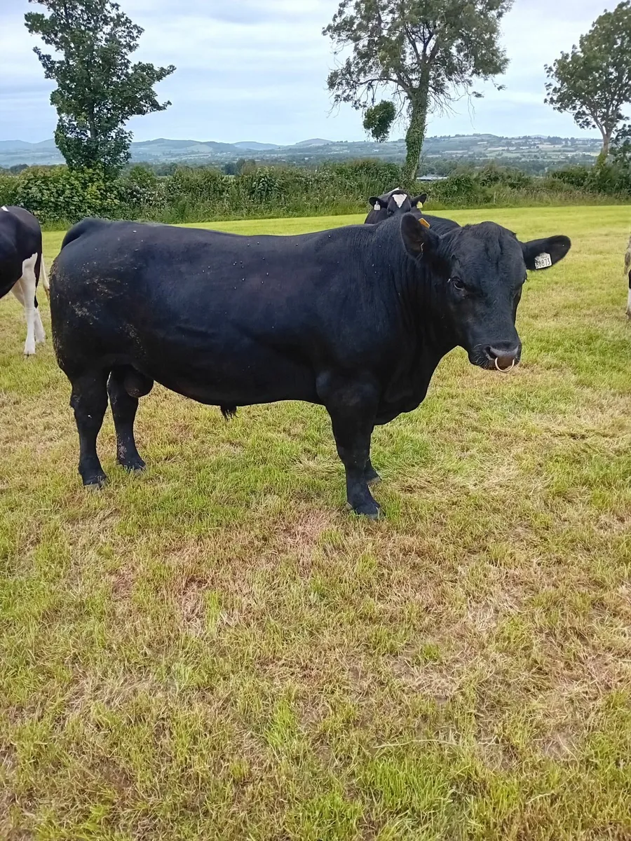 Aberdeen Angus Bulls - Image 1