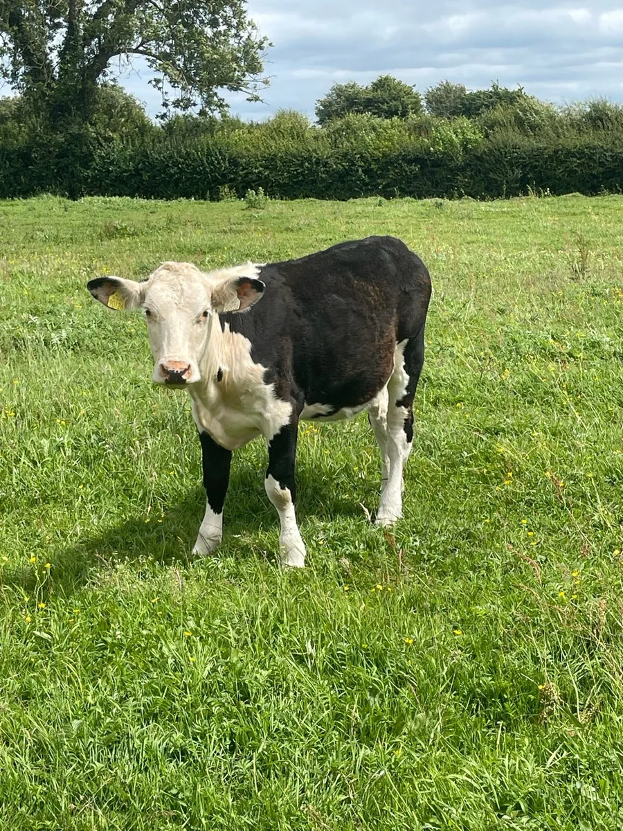 Organic yearlings in Tullamore mart - Image 4