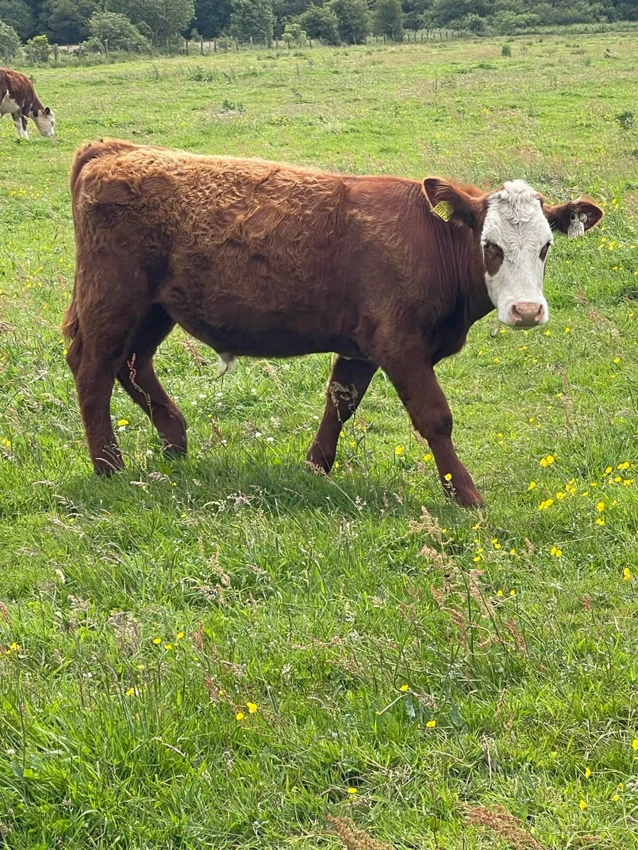 Organic yearlings in Tullamore mart - Image 1