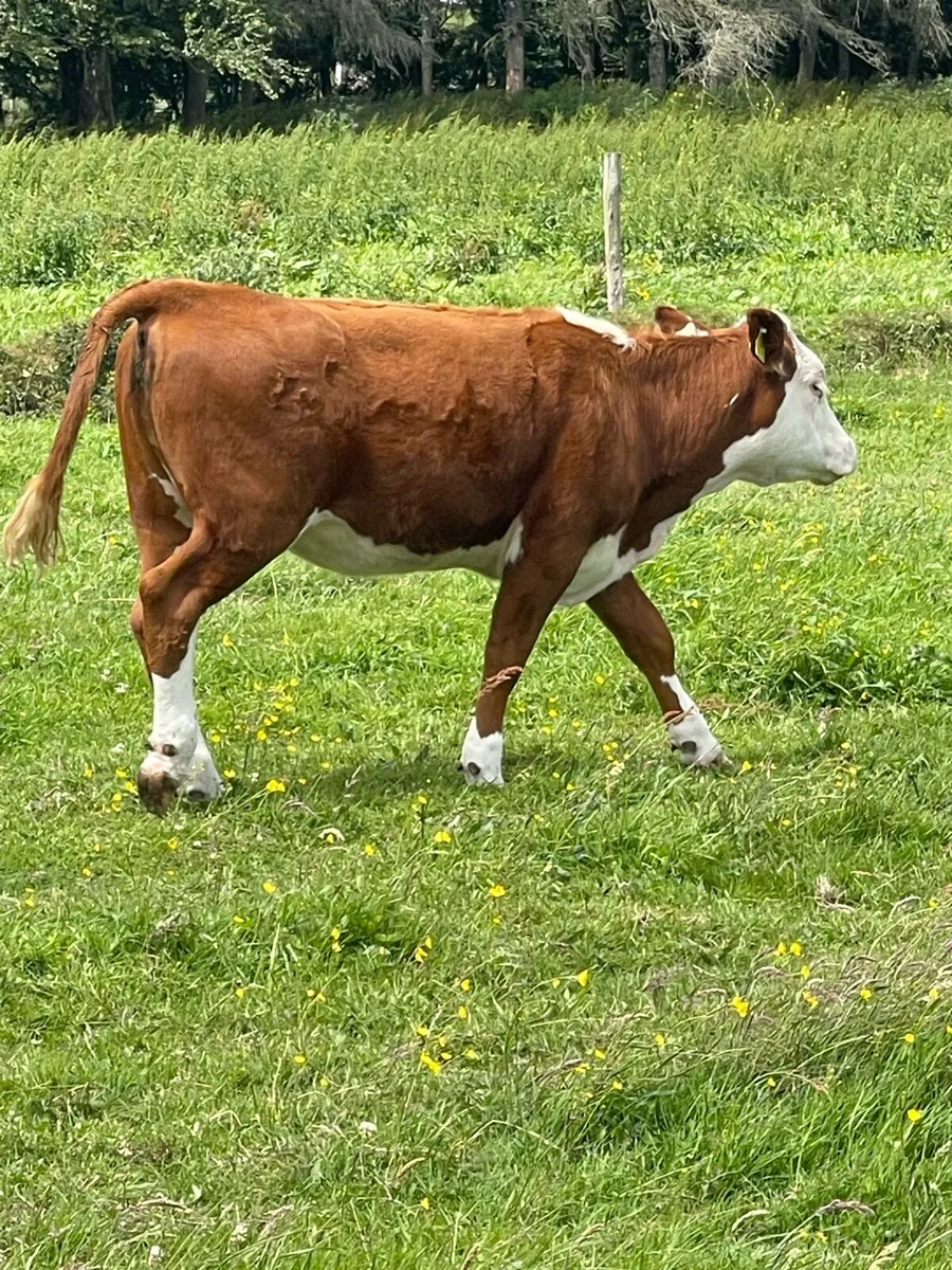 Organic yearlings in Tullamore mart - Image 3
