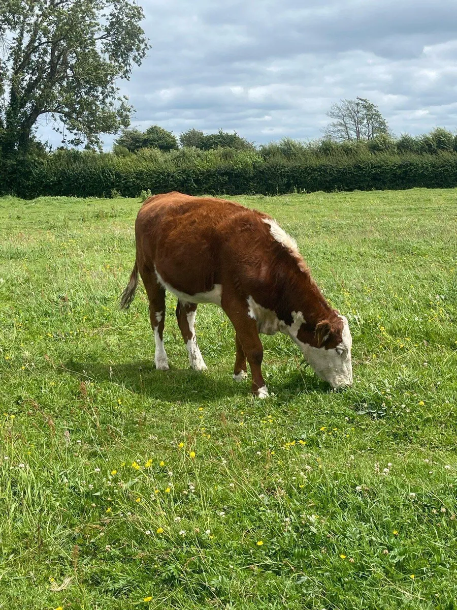Organic yearlings in Tullamore mart - Image 2