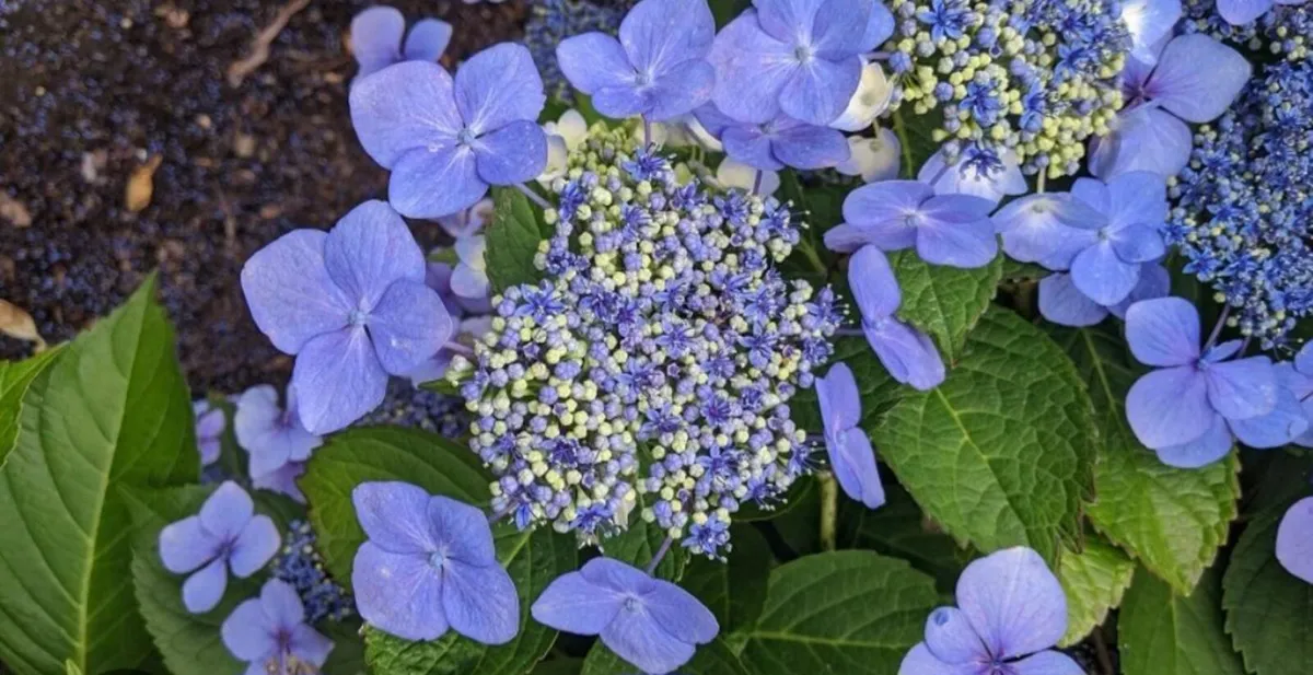 Hydrangea - Image 1