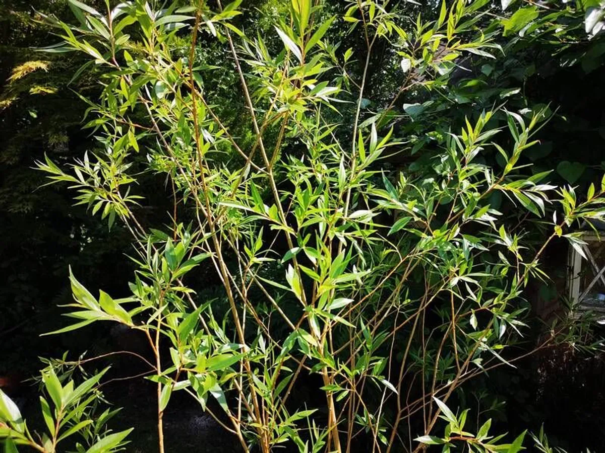 Willow tree - Image 3