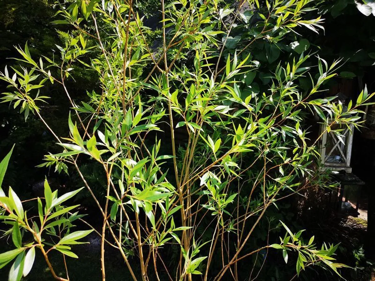 Willow tree - Image 4