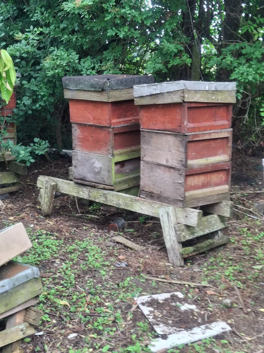 Beehives - Image 1