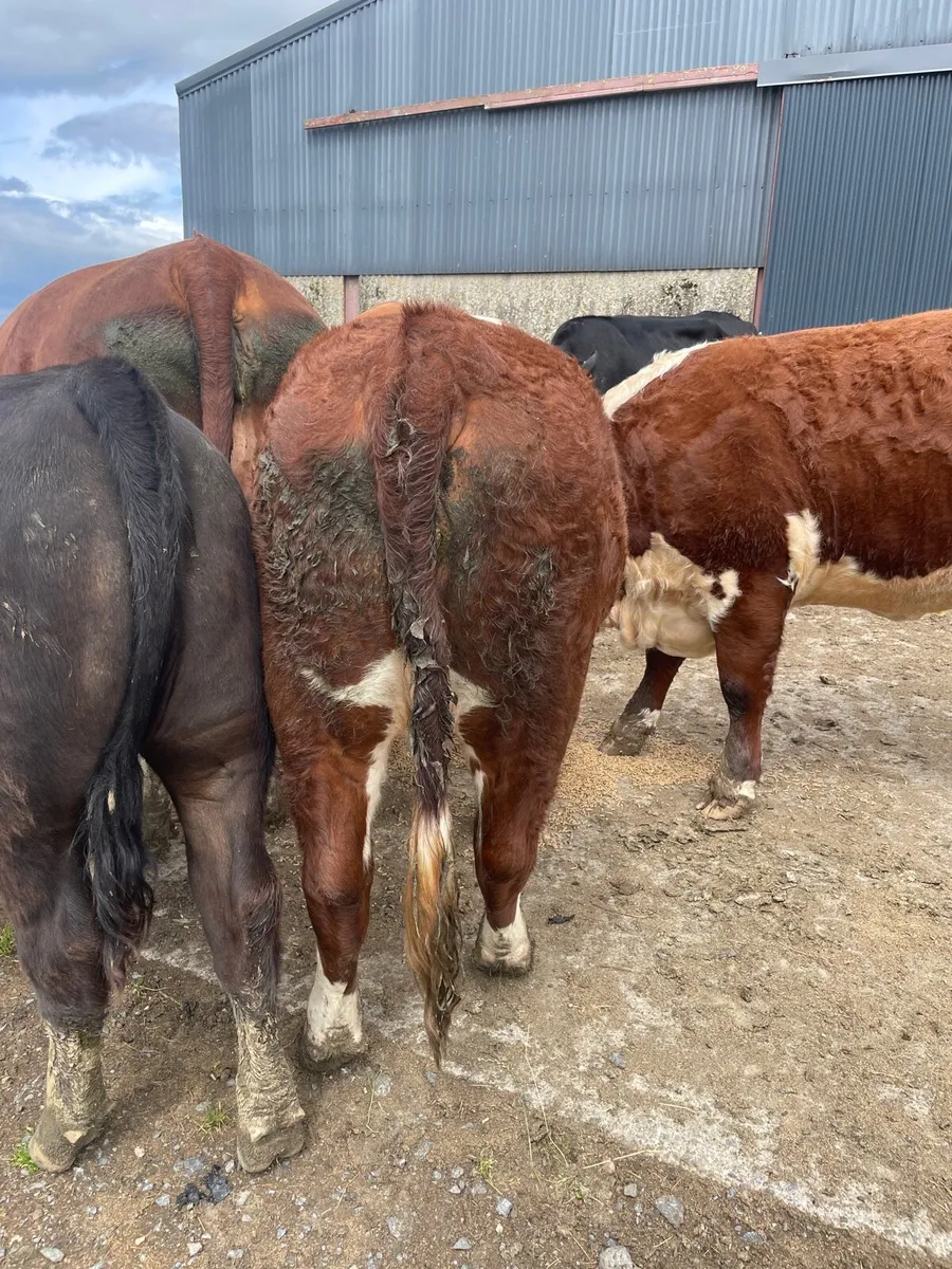 Pedigree Hereford Heifer - Image 2