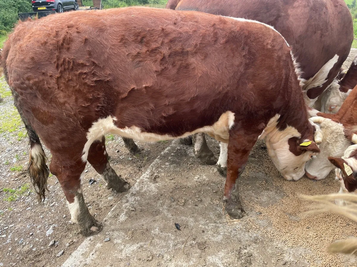 Pedigree Hereford Heifer - Image 1