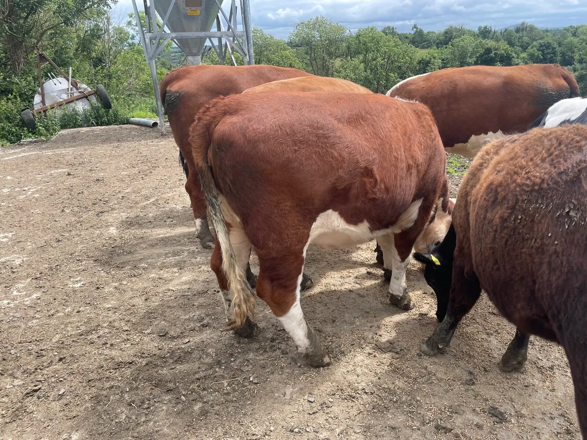 Pedigree Hereford Heifer - Image 4