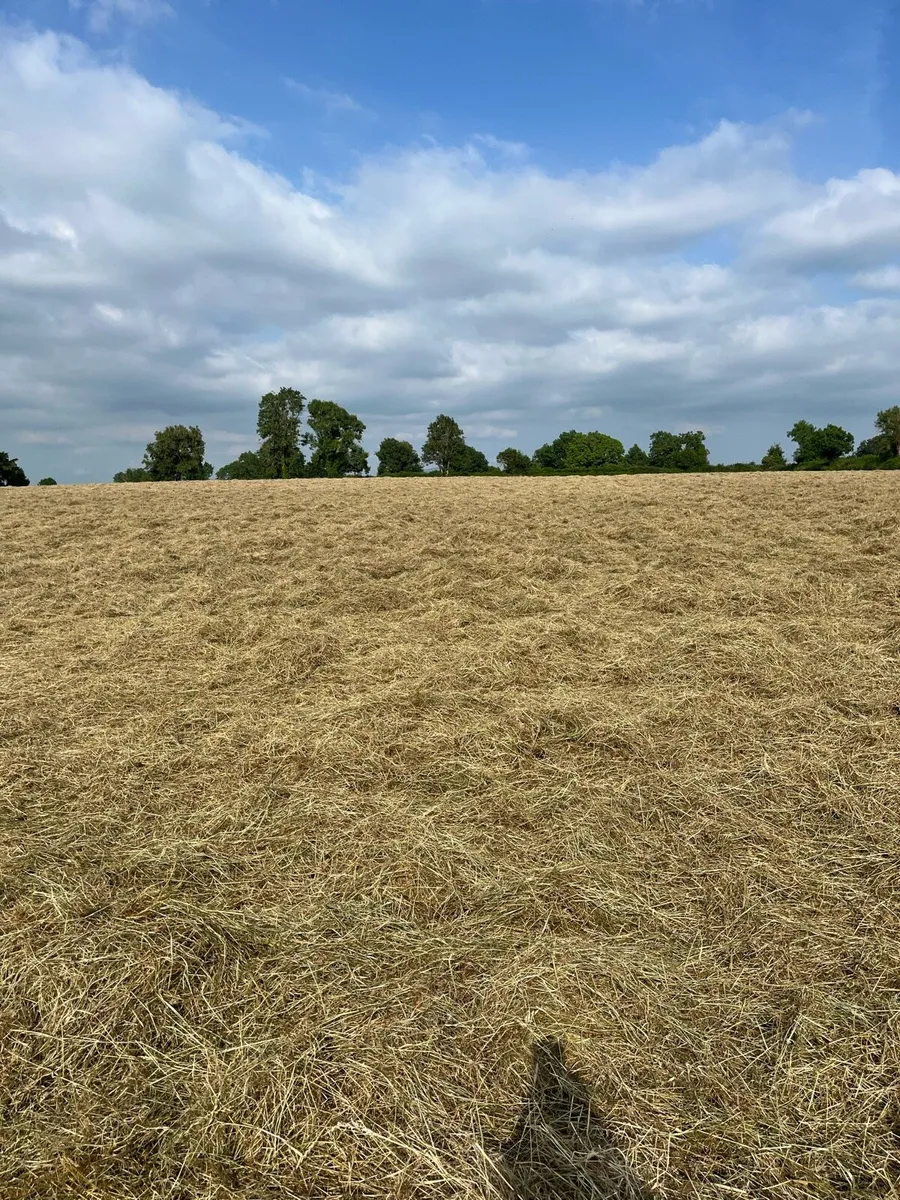 Top Quality Hay - Image 1