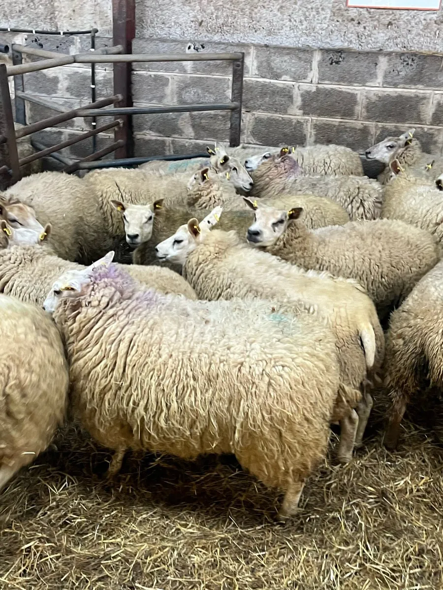 LAND FOR SHEEP/ ACCOMMODATION WANTED