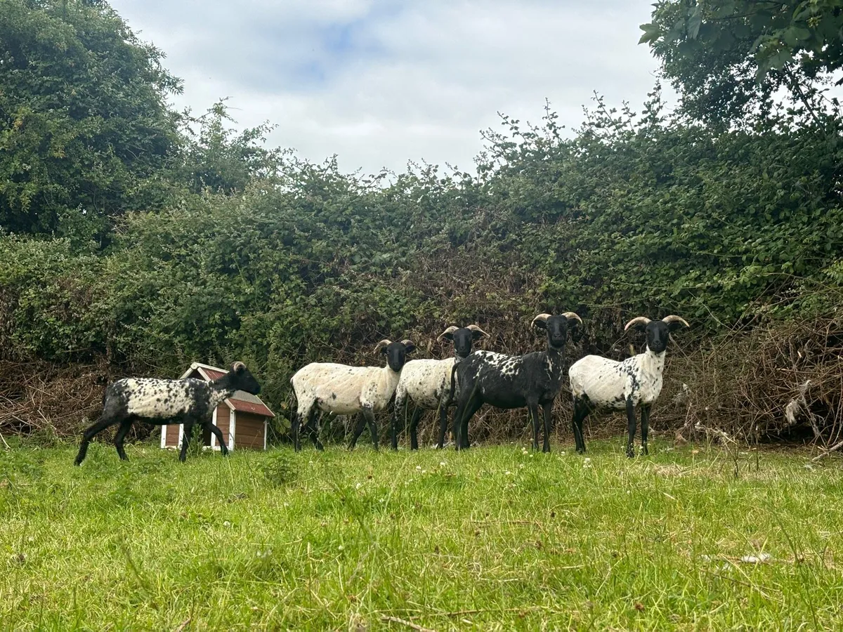 Mountain hoggets - Image 1