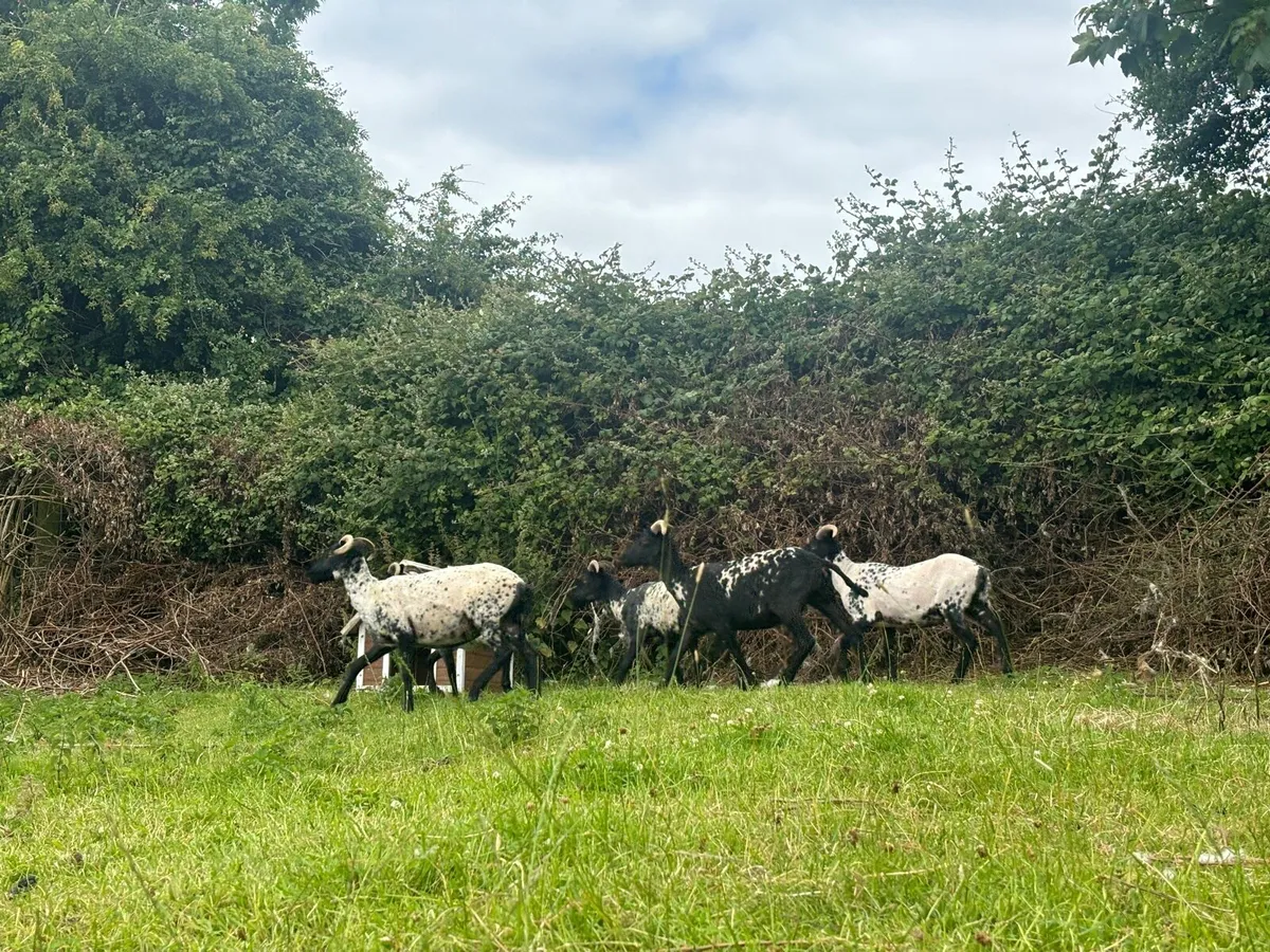 Mountain hoggets - Image 2