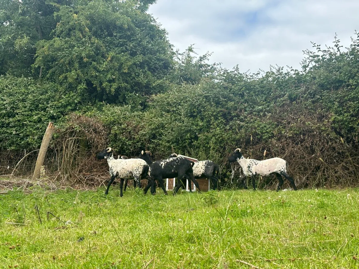 Mountain hoggets - Image 4