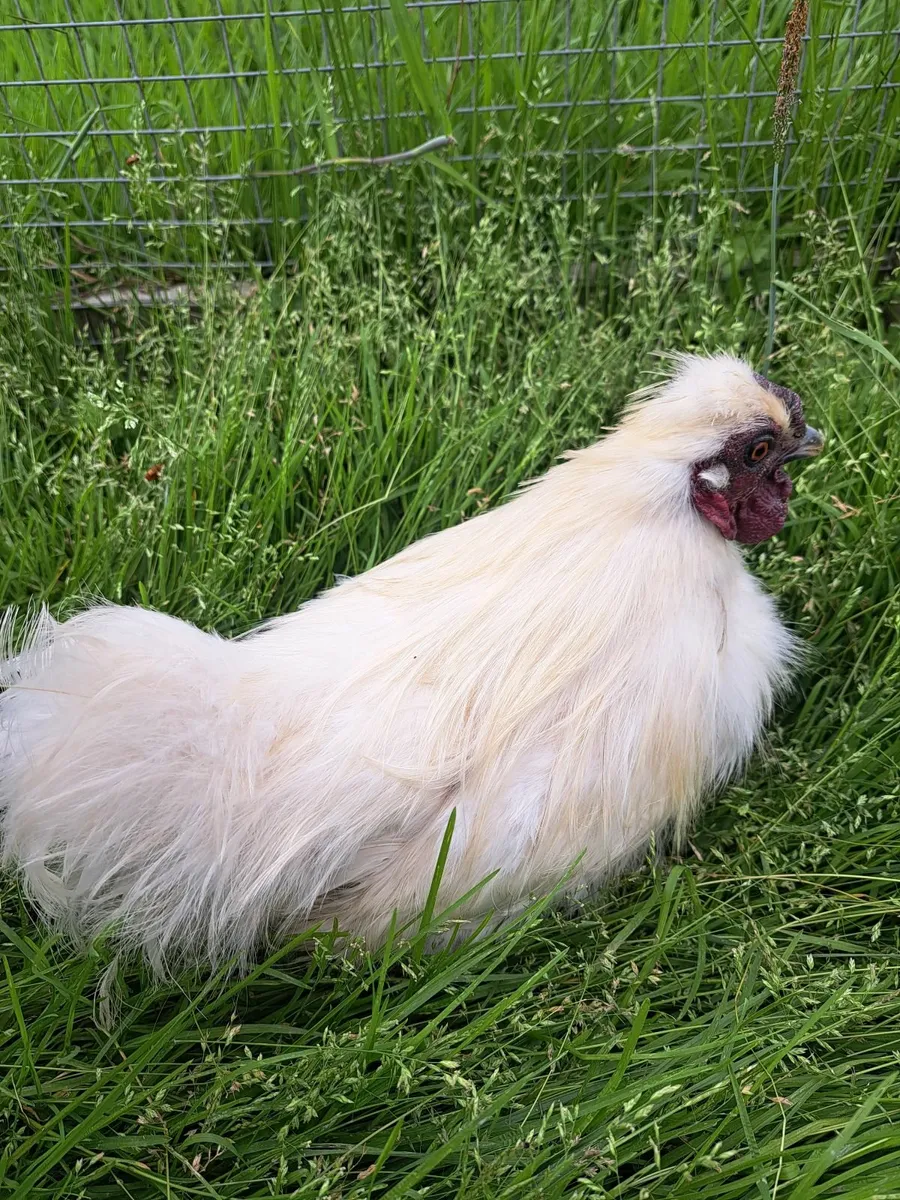 Silkie Rooster - Image 2