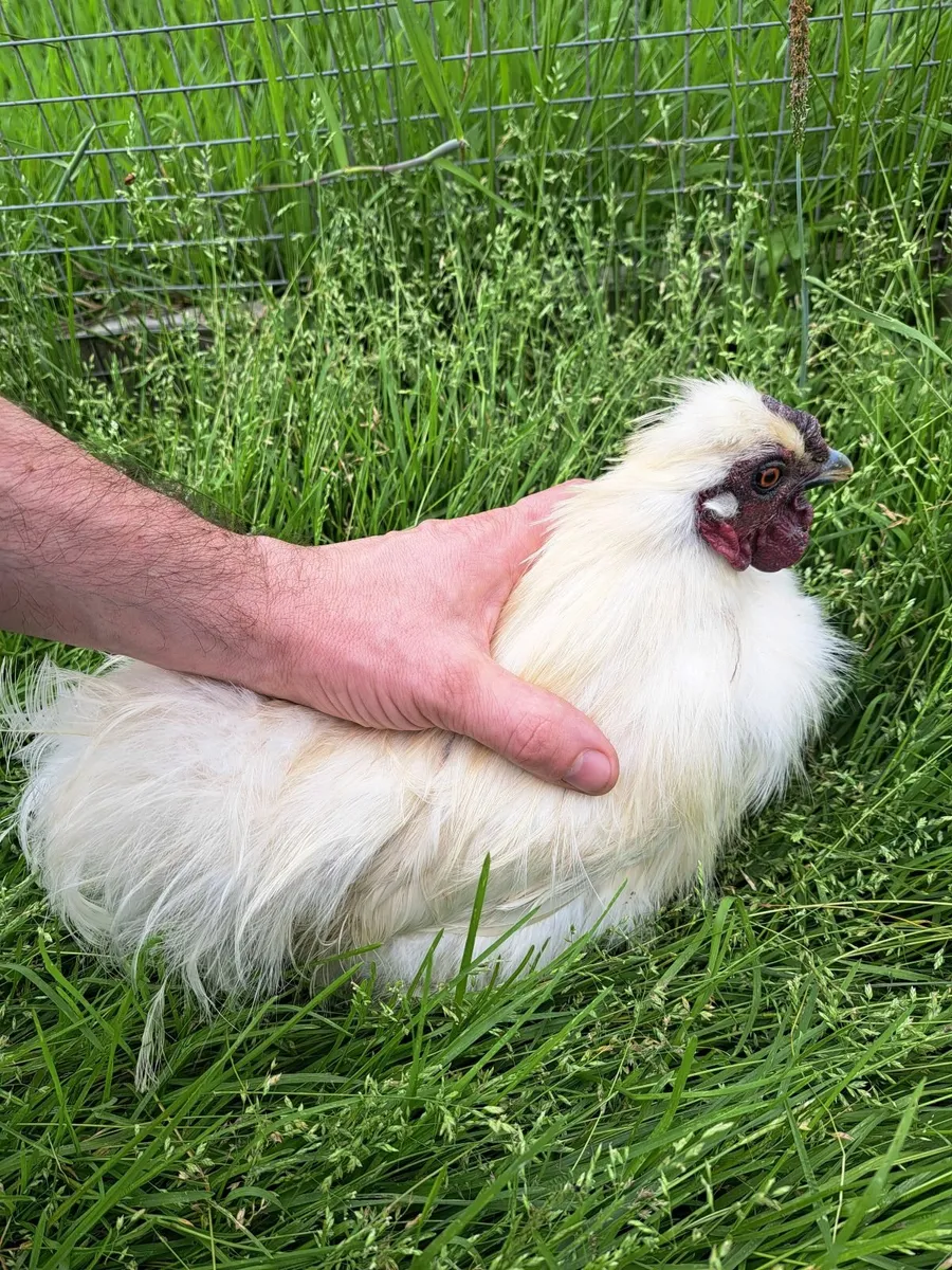 Silkie Rooster - Image 3