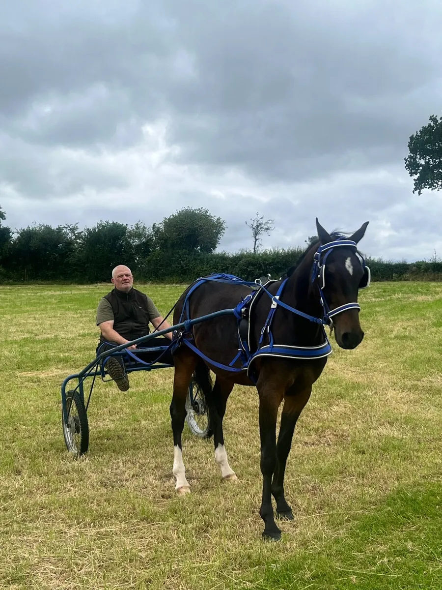 15hh trotter - Image 1