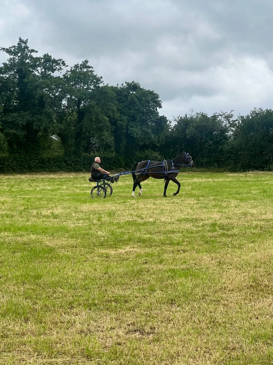 15hh trotter - Image 2