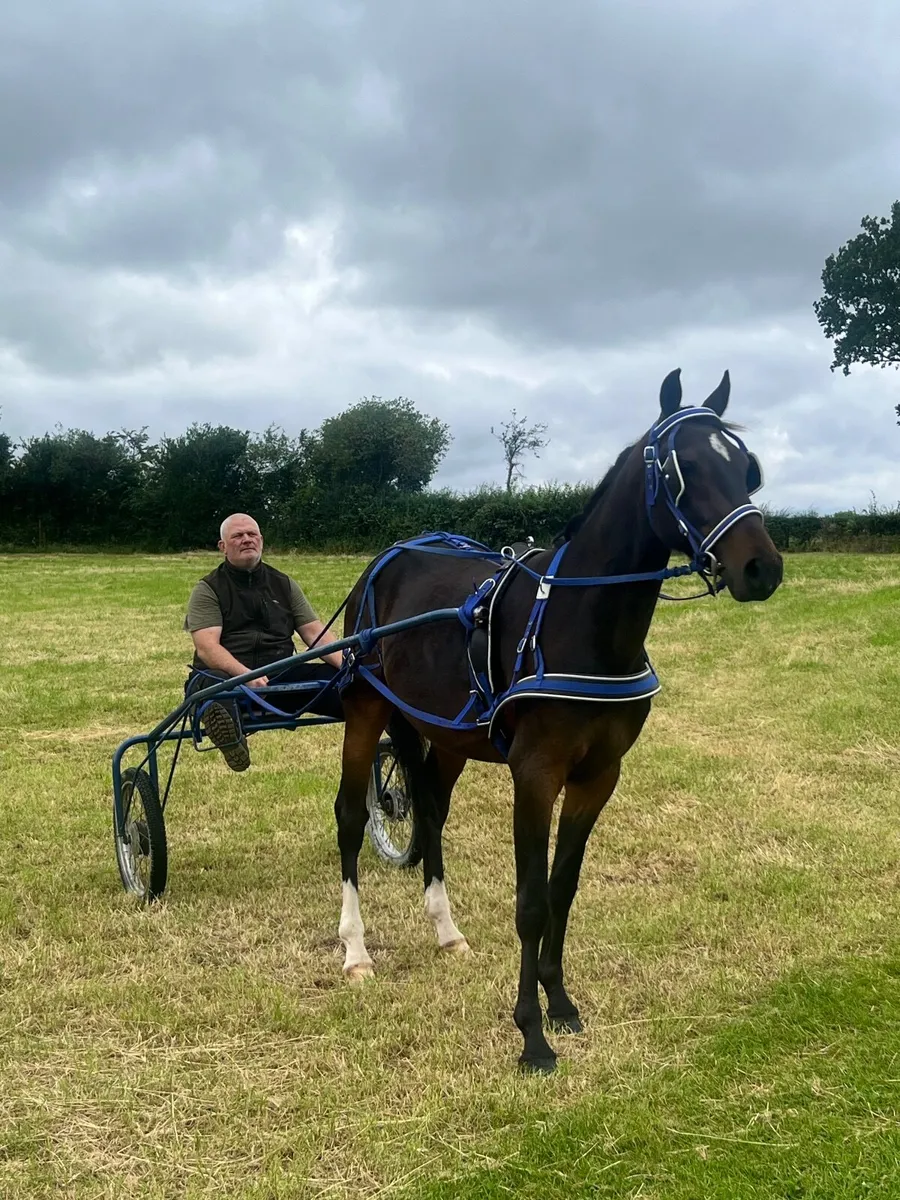 15hh trotter - Image 3