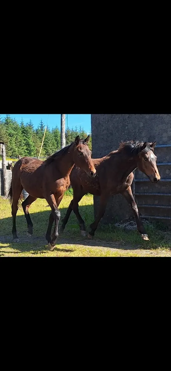 Yearling fillies x 2 - Image 1