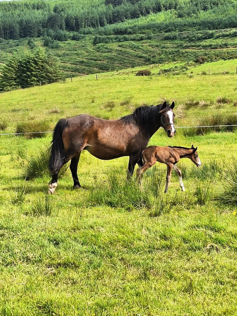 Yearling fillies x 2 - Image 2