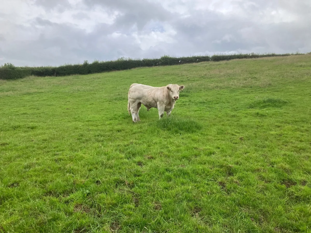 Charolais Bull - Image 2