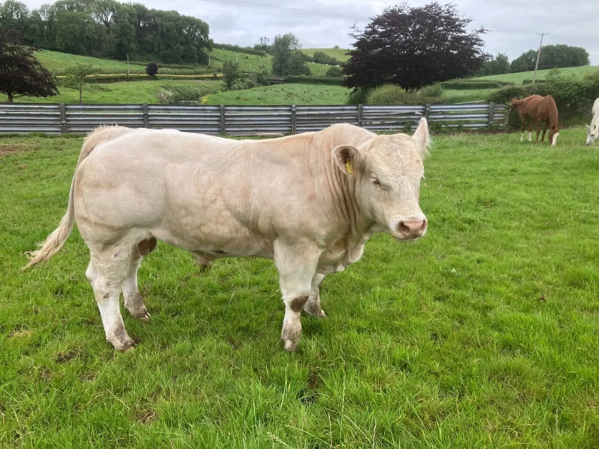 Charolais Bull - Image 3