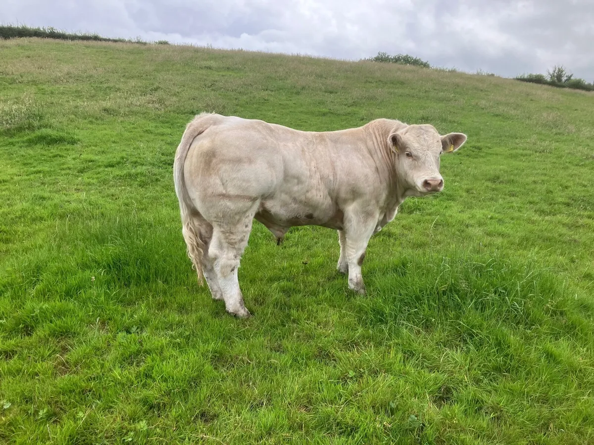 Charolais Bull - Image 1
