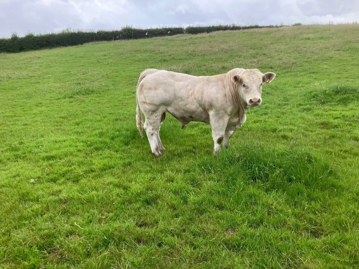 Charolais Bull - Image 4