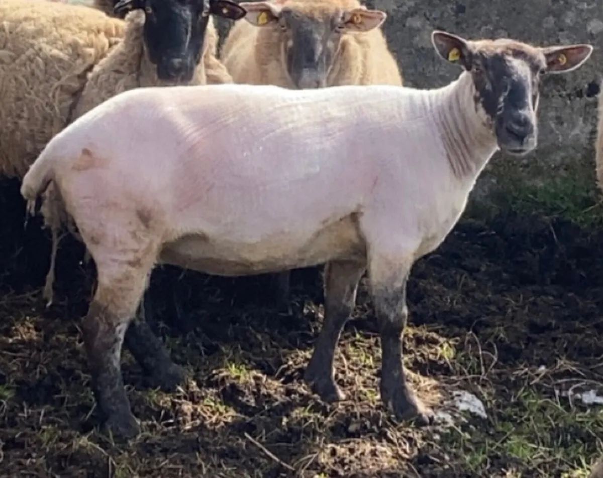 Sheep shearing