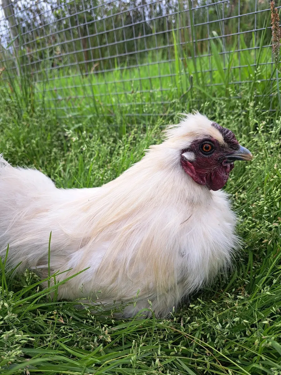 Silkie Rooster - Image 4