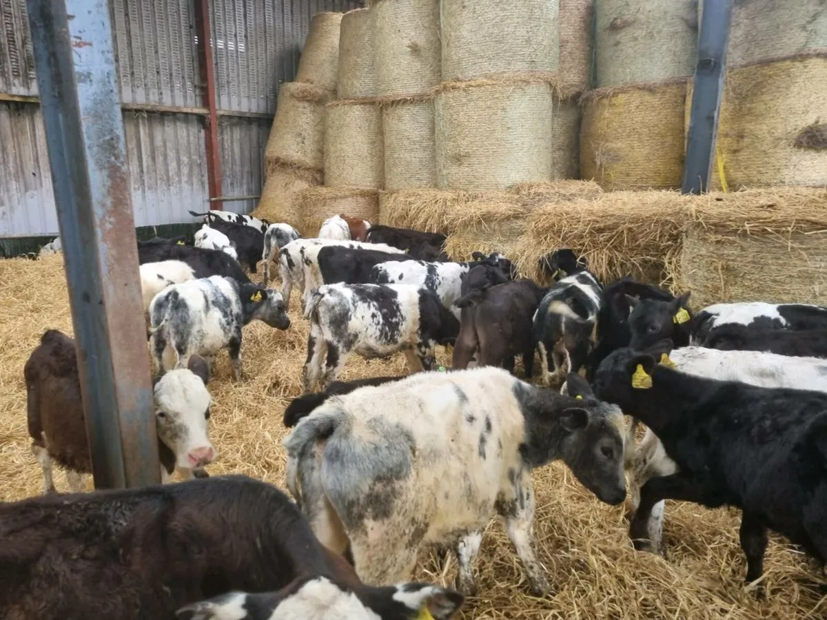 20 Belgian blue bulls - Image 2