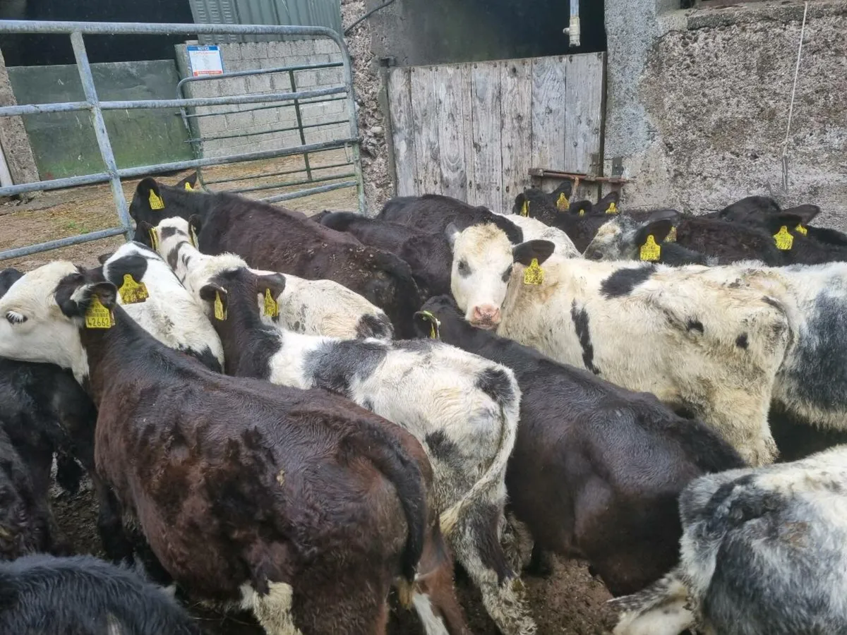 30 beef Runners - Image 1