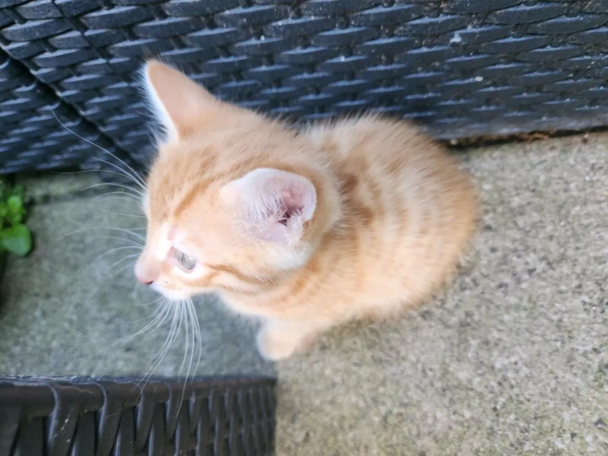 Kittens - Image 2