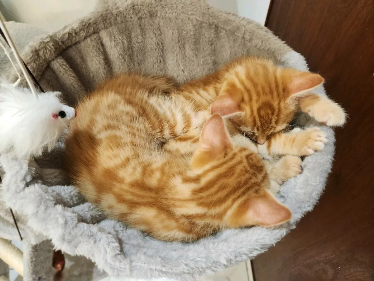 Kittens - Image 3