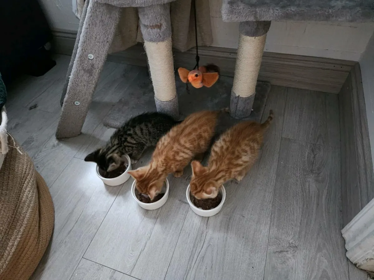 Kittens - Image 4
