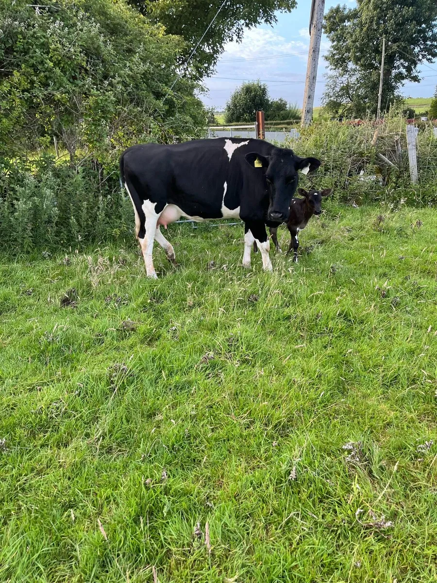 Frisian Heifer - Image 1