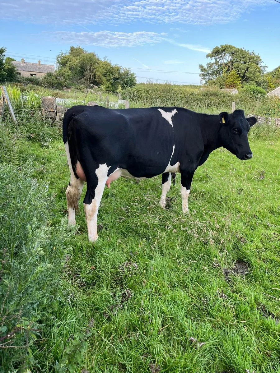 Frisian Heifer - Image 2
