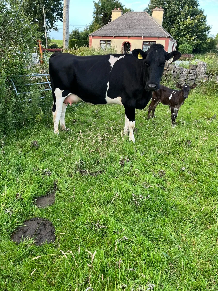 Frisian Heifer - Image 3
