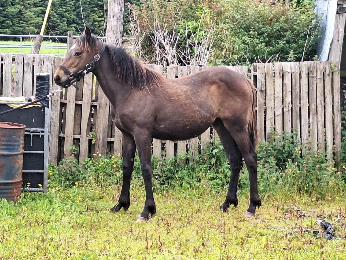 Yearling fillies x 2 - Image 4