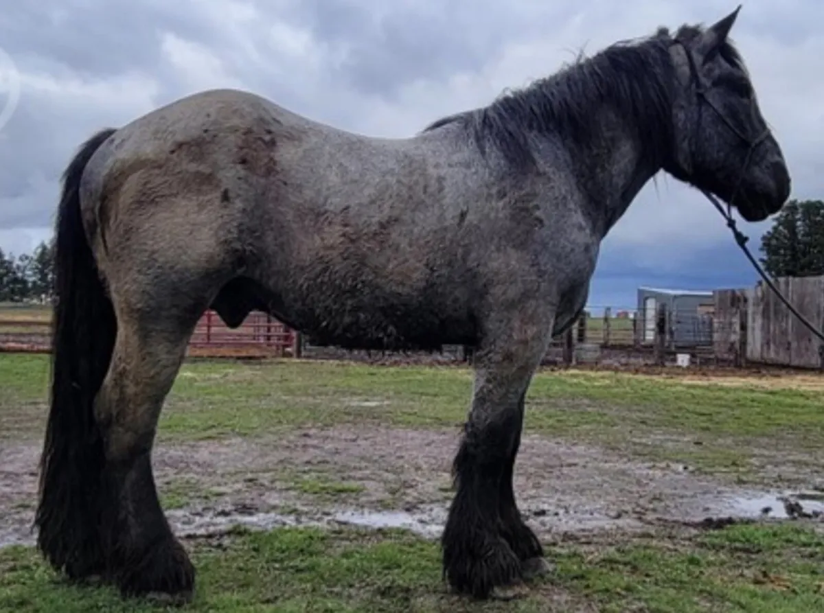 Mozzy is a quiet steady Cob