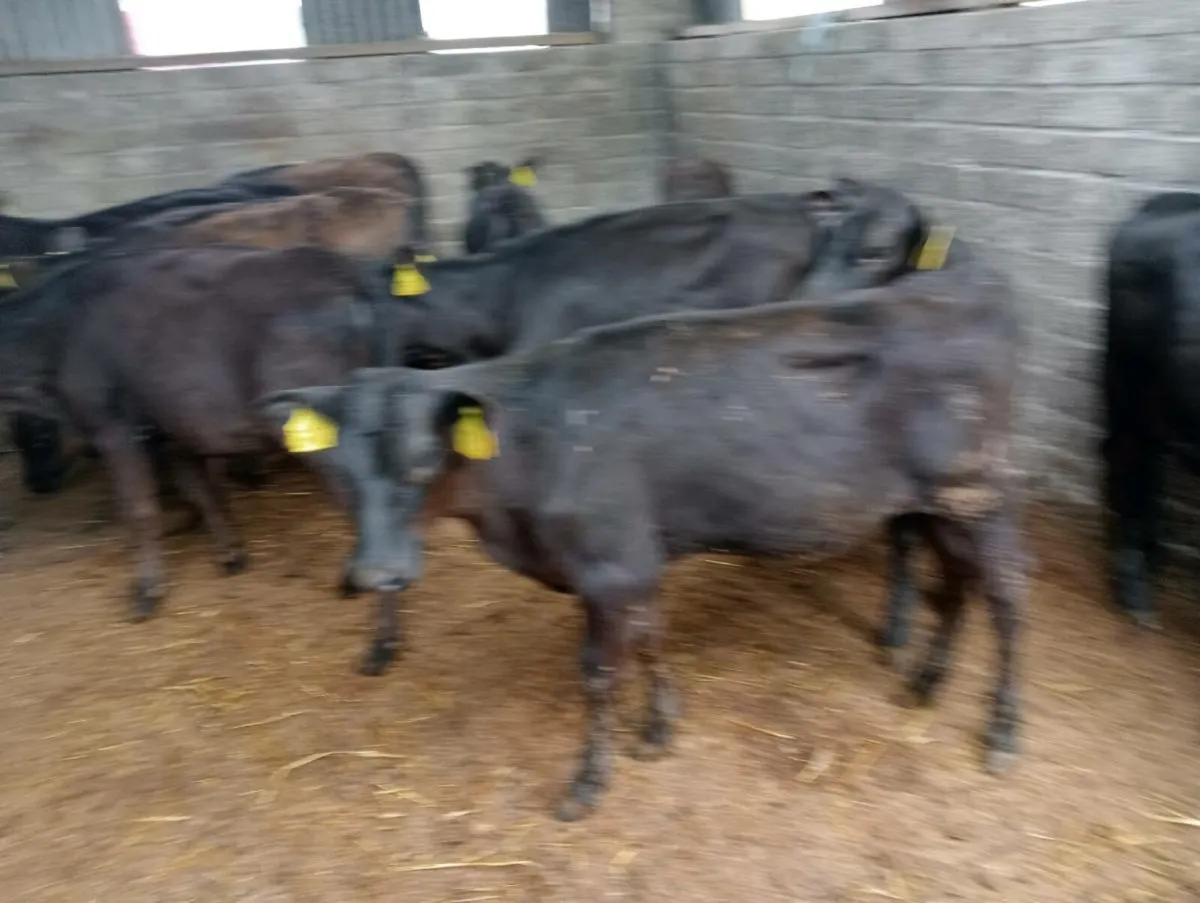 11 AA heifers weaned - Image 3